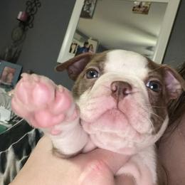 Boston Terrier Puppies from Mad Bossies