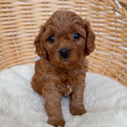 Jeremiah - Red male Cavapoo puppy in Apache Junction, Arizona from Coffey House Doodles