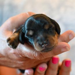 Bailey - Black and tan female Dachshund puppy in Guthrie, Kentucky from Triple T Dachshunds