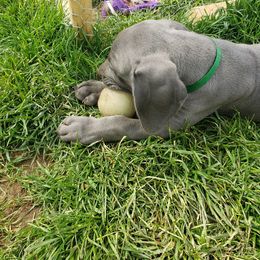 Weimaraner Puppies from Miller's Weimaraners