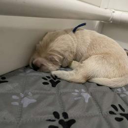 Mr. Blue (Prince Kristoff) - Light golden male Golden Retriever puppy in Umatilla, Florida from AT Marvelous Kennels