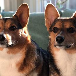 Pembroke Welsh Corgis from Greyforestkennels