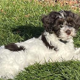 Australian Labradoodles from Heritage Manor Labradoodles