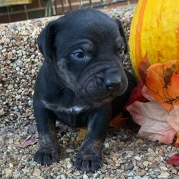 Boy 2 - Black male Catahoula Leopard Dog puppy in Gadsden, Alabama from Rich Cat’s