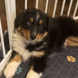 Hank - Black tri-color male Australian Shepherd puppy in Lebanon, Oregon from Mt. Hope Aussies