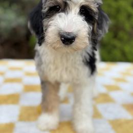 Bernedoodle, Goldendoodle, and Poodle Puppies from Poodle and Doodle Haven