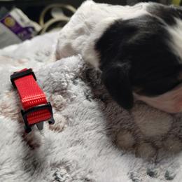 Agaricus (red) - Black white and tan male English Springer Spaniel puppy in Redding, California from Springer's Journey Spaniels California