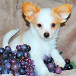 Puddin Pop - White and lemon female Papillon puppy in Neosho, Missouri from Ms. Barbs Puppies