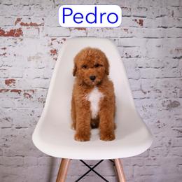 Pedro - male Aussiedoodle puppy in Calhoun, Georgia from Happy Top Doodles