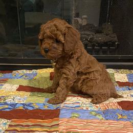 Cavapoo and Goldendoodle Puppies from Magnolia Prairie Doodles