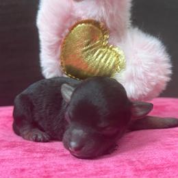 Celine - Phantom female Poodle puppy in Taylorsville, North Carolina from SilverLining highlands and hounds