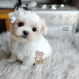 Companion Cross, Havanese, Mal-Shi, Maltese, Maltipoo, Morkie, and Shih Tzu Puppies from Seeking Shalom Acres Maltese, Maltipoos & Havamalts