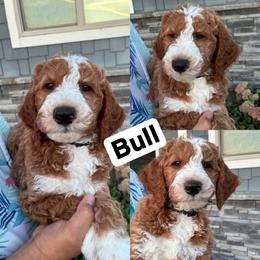 Bull - Red  male Goldendoodle puppy in Sioux Falls, South Dakota from Dolly's Doodles