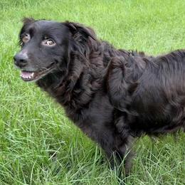 Reba - Australian Shepherd
