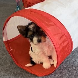 Biewer Terrier Puppies from Bouquet Biewers