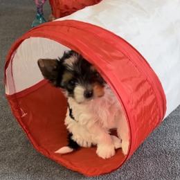 Biewer Terrier Puppies from Bouquet Biewers