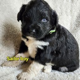 Sailor - Black and white male Portuguese Water Dog puppy in Narvon, Pennsylvania from Prized Family Porties