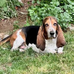 Loki - Basset Hound