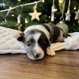Kimes - Blue merle female Aussiedoodle puppy in Clara City, Minnesota from Good Shepherd Aussiedoodles