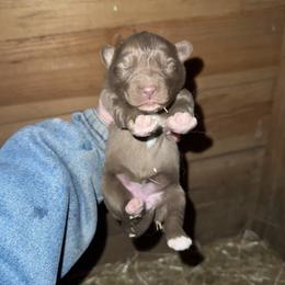 Girl 1 - Brown and white female Siberian Husky puppy in Iron River, Wisconsin from Wiemeri Siberians