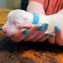 Bruce Springsteen - Cream male Dachshund puppy in Mayport, Pennsylvania from Debbie's Dachshunds