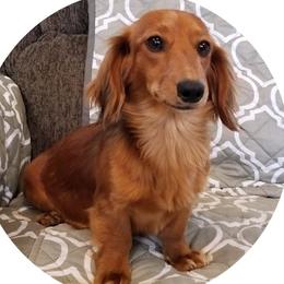 Phoenix - Dachshund