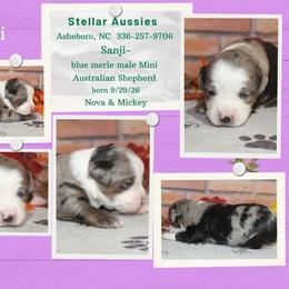 Sanji - Blue merle male Miniature Australian Shepherd puppy in Asheboro, North Carolina from Stellar Aussies