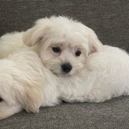 Maltese from Perez Maltese