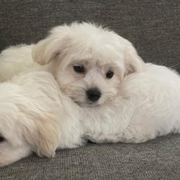Maltese from Perez Maltese