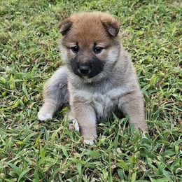 Goku - Red male Shiba Inu puppy in Stanley, North Carolina from Yoru's Dojo Legacy