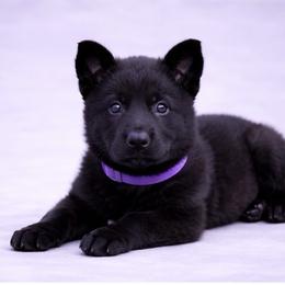 Purple Collar - Black female German Shepherd puppy in Casscoe, Arkansas from Crown H Shepherds