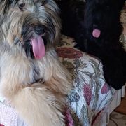Briards from Victoria's Briards