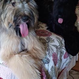 Briards from Victoria's Briards