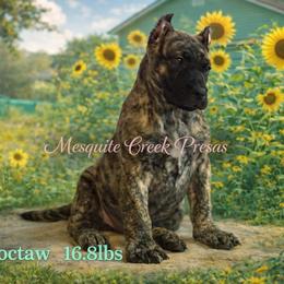 Choctaw - Tiger male Perro de Presa Canario puppy in Horizon, Texas from Mesquite Creek Kennels