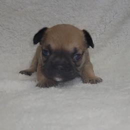 Jessie James - Fawn male French Bulldog puppy in Ardmore, Oklahoma from Big Ox Bulldogs