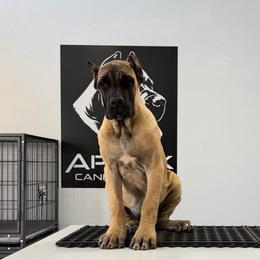 Fawn 2 - Fawn female Cane Corso puppy in Cashion, Oklahoma from APEXOK Cane Corsos