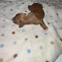 AKC female 1 - Chocolate and tan female Dachshund puppy in Knoxville, Tennessee from Thea's Puppies