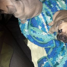 French Bulldog Puppies from Kingdom Cubz Kennel
