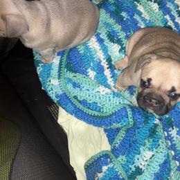 French Bulldog Puppies from Kingdom Cubz Kennel