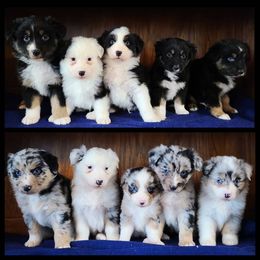 Australian Cattle Dog and Australian Shepherd Puppies from Silver Bitch Stables