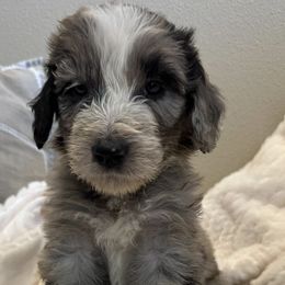 Aussiedoodles from Heavenly Aussiedoodles