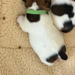 Green collar puppy - Tri-color male Jack Russell Terrier puppy in Berthoud, Colorado from Shelby Burleson's Golden Retrievers and Jack Russell Terriers