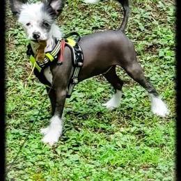 Chinese Crested All Grown Up from Piccadilly Pups