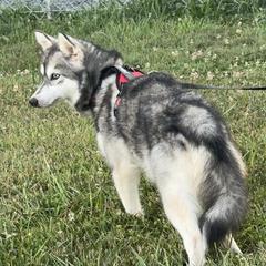 Silver - Alaskan Klee Kai