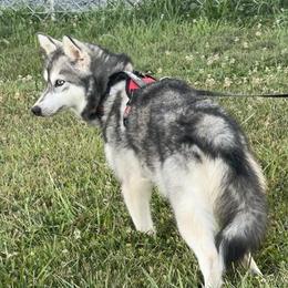 Silver - Alaskan Klee Kai