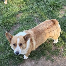 Lola - Pembroke Welsh Corgi