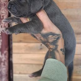 Sally gal - Blue female Great Dane puppy in Norwalk, Ohio from Swanger Danes