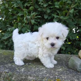 Roscoe - White male Maltese puppy in Monticello, Iowa from Ashley’s Puppies