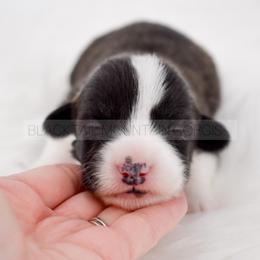 Freya - Brindle and white female American Corgi puppy in Santaquin, Utah from Blacktail Mountain Corgis