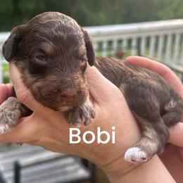 Boba - Phantom male Poodle puppy in Prosperity, Pennsylvania from Stelladoodles & Company